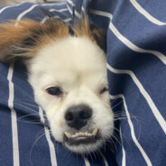很高兴为您添堵
