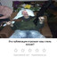 еблан ускоголовы