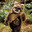ewok avatar