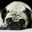 Donald_Pug✫