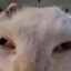 Evil Cat
