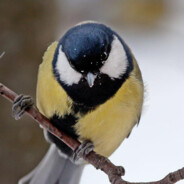 向日葵下的云山雀