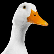 Duck✅