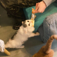 黑桃你行不行啊