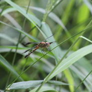 oberleutnant hot dog