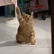 迷一般的路人甲