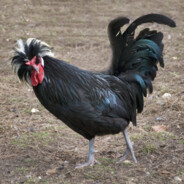 BigBlackRooster