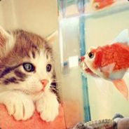 为你熬的夜都冷了