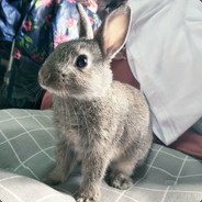 鱼坊里的猫-HANzaizai