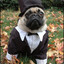 HonestPug