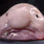 Blobfisk