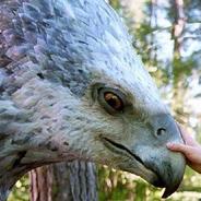 BuckBeak