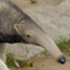 Giant Anteater