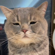 河南第一突破手潇洒哥