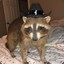 HowdyRaccoon