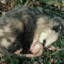 Florida Possum
