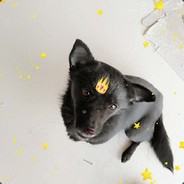 不听  不听  飞鞋点金