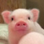 piggy
