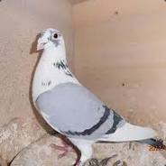 Lu¢уƒєя ◦ Meulemans