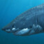 MEGALODON(TR)