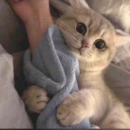 勇敢大鸡不怕臭逼