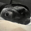False_ID