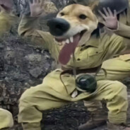 穿上苏菲大显神威