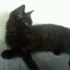 Muffi