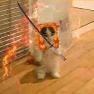 Банихоп чебурек