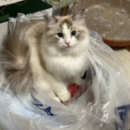 我看见导管转骨刀了