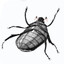 gregor samsa