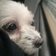 uoodong - steam id 76561197964383773