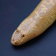 Arabian Sand Boa