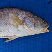 Black Jew Fish's Steam Avatar