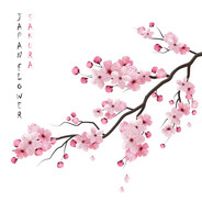 樱桃's avatar