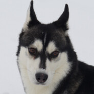 киска васаби