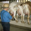 A group of Amish goat milkers