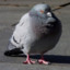 pigeonjesus7000