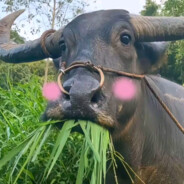 一条快渴死的鱼