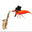 Saxy Shrimp