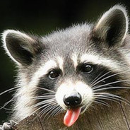 Raccon