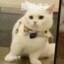 平菇菇