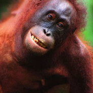 牛爷爷cos女仆诱惑壮壮