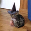 spooky cat