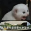 一条小雀雀