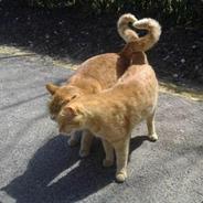 rollingcat avatar