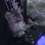 ✧Yuzlll3x - steam id 76561198973507561