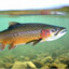 Incredible trout