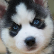 割着动脉喝脉动