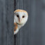 Tyto
